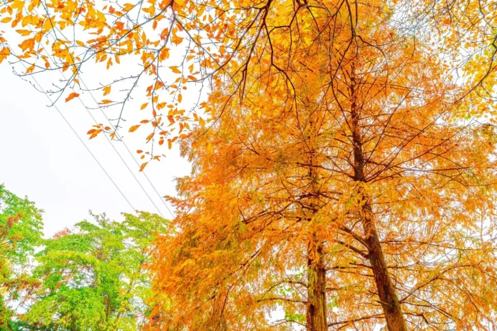 「屏山秋季限定打卡日历 」新鲜出炉→
