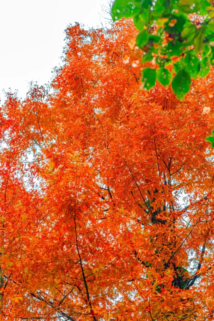 「屏山秋季限定打卡日历 」新鲜出炉→