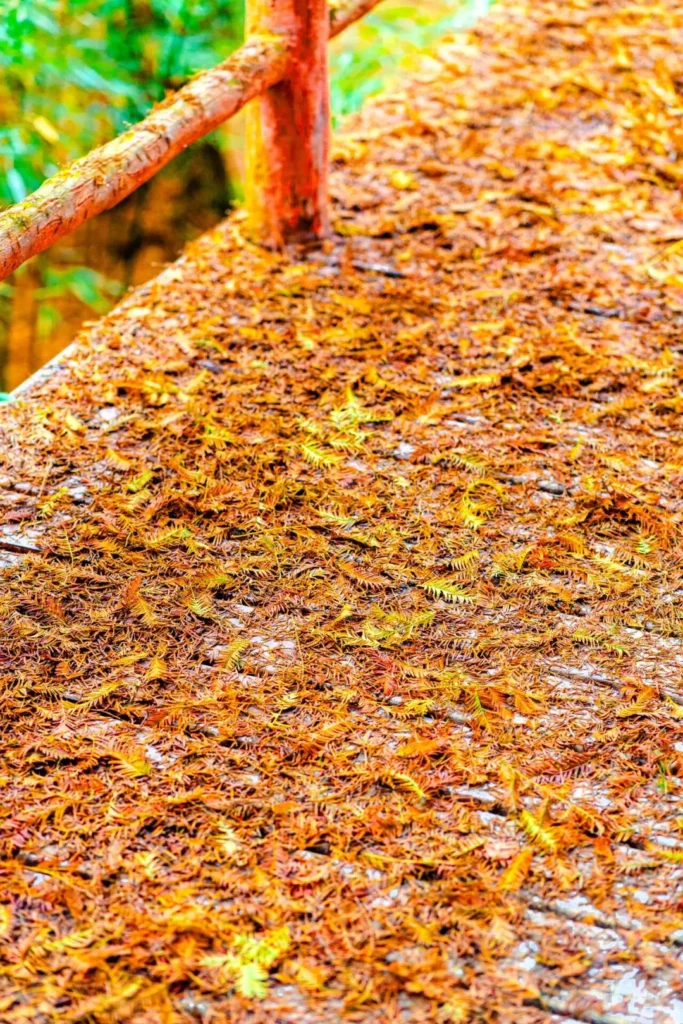 「屏山秋季限定打卡日历 」新鲜出炉→