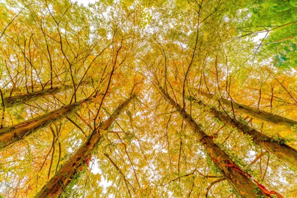 「屏山秋季限定打卡日历 」新鲜出炉→