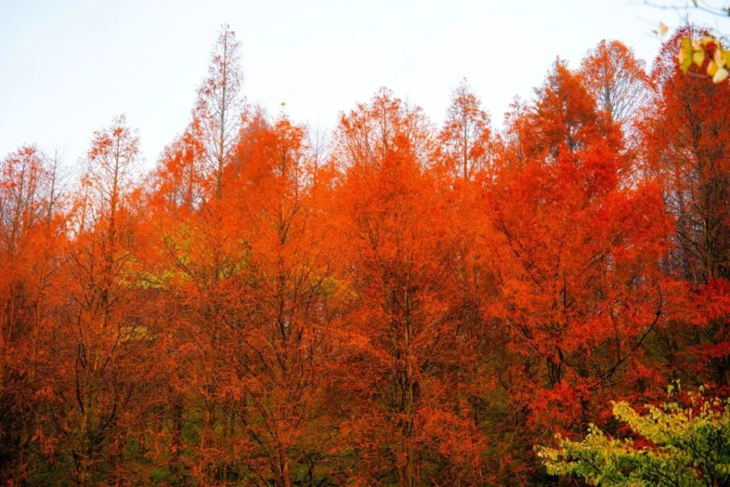 「屏山秋季限定打卡日历 」新鲜出炉→