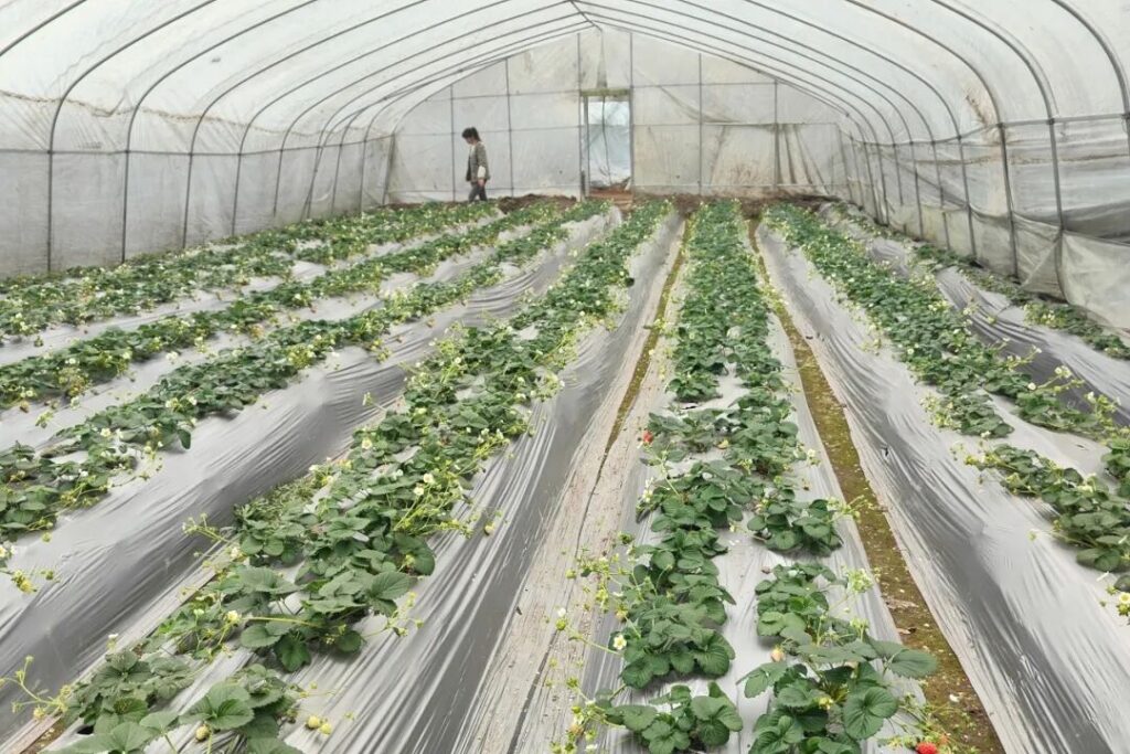 屏山县龙华镇：遇见“莓”好时光