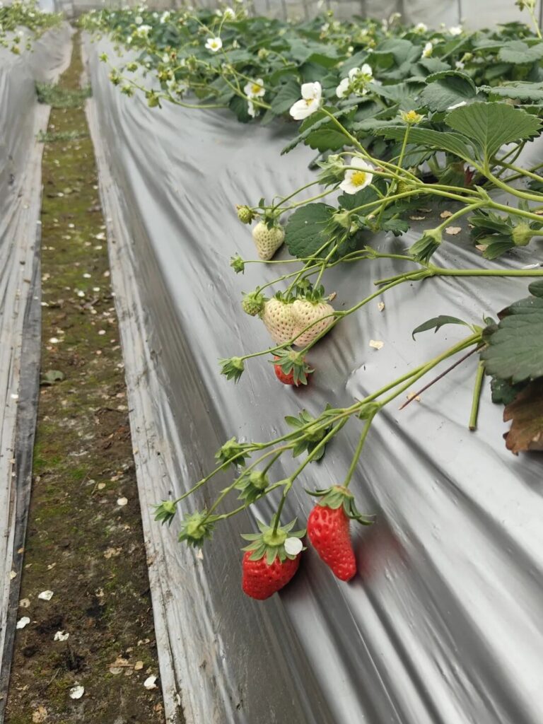 屏山县龙华镇：遇见“莓”好时光