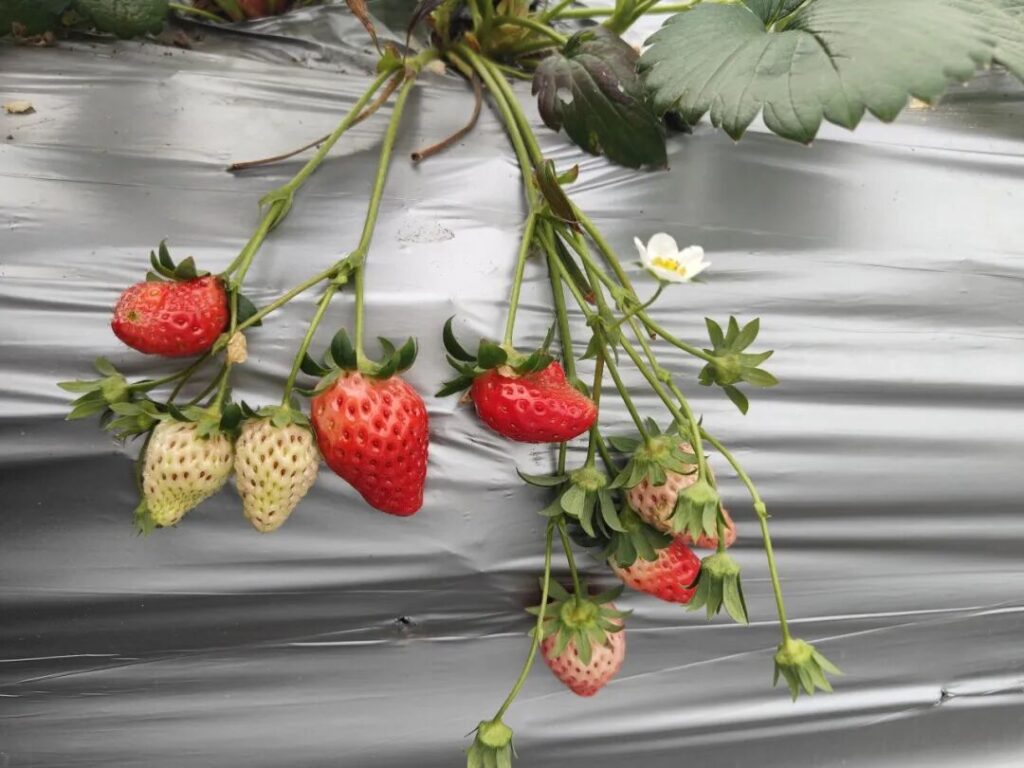 屏山县龙华镇：遇见“莓”好时光