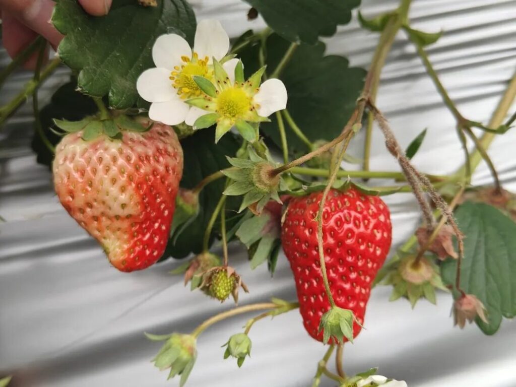 屏山县龙华镇：遇见“莓”好时光