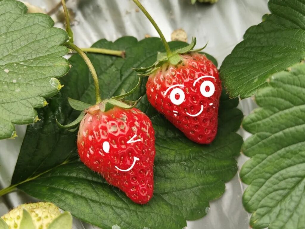 屏山县龙华镇：遇见“莓”好时光