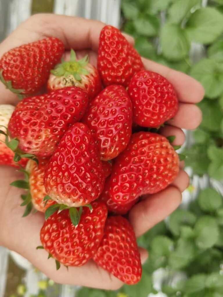 屏山县龙华镇：遇见“莓”好时光