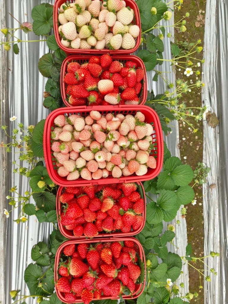 屏山县龙华镇：遇见“莓”好时光