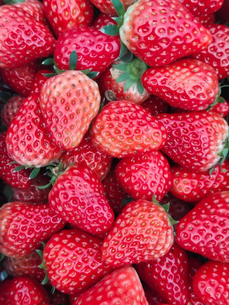 屏山县龙华镇：遇见“莓”好时光