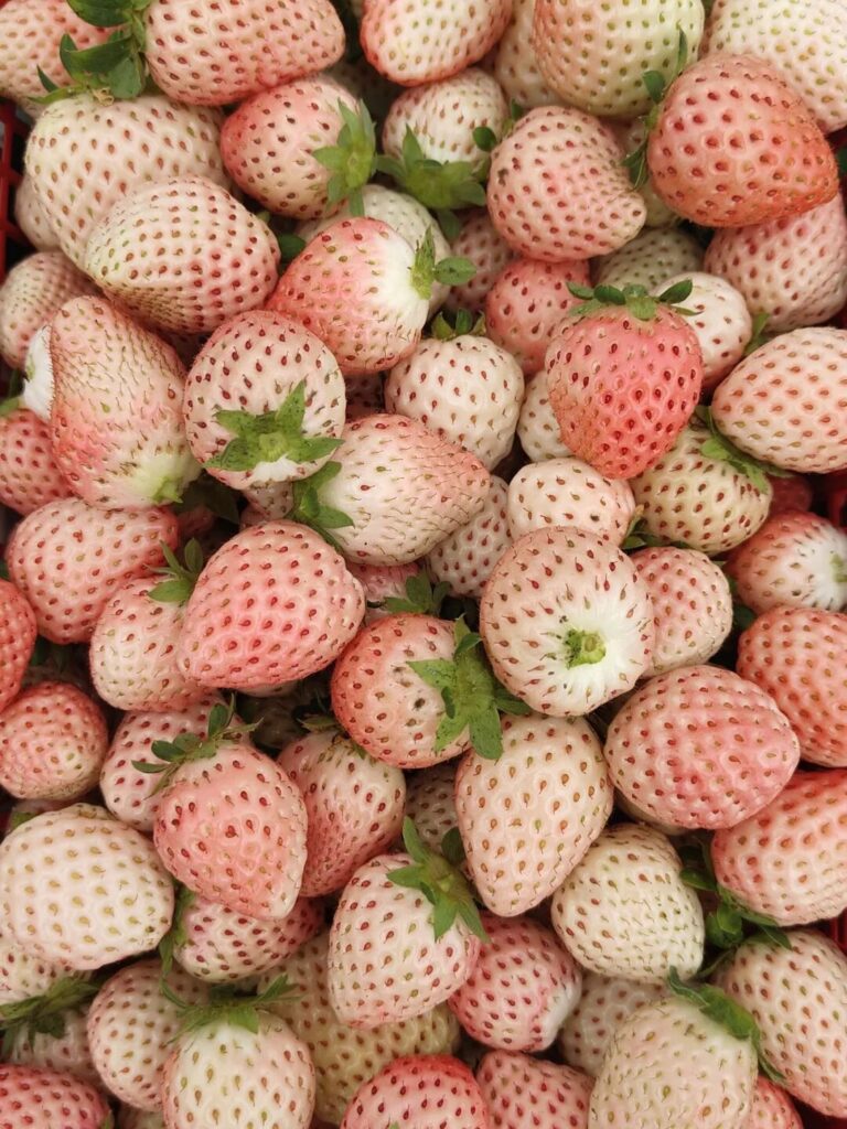 屏山县龙华镇：遇见“莓”好时光