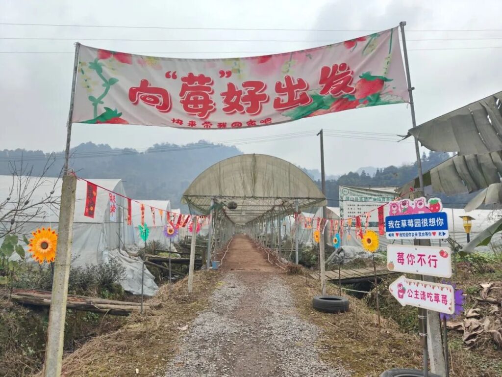 屏山县龙华镇：遇见“莓”好时光