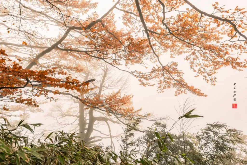 安逸四川·屏山之秋 | 屏山老君山申请出战！